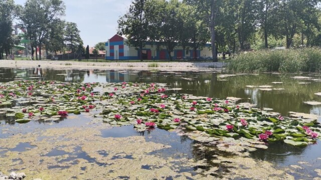 Somogysámson - Világjegy 2022 Somogysámson - Világjegy 2022